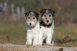 FOX TERRIER 460